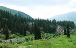 Pine Forest
