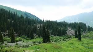 Pine Forest