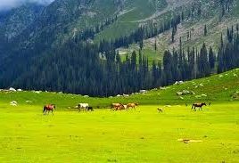 Meadows